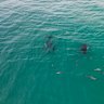 Play time for whales and dolphins