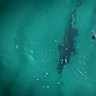 Sharks at Bondi