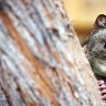 Shy guest ... a Cape Otway sanctuary offers hope for the endangered tiger quoll. 