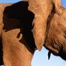 Park survival ... elephant numbers have risen in Kruger National Park.