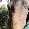Tributes are flowing after the death of Perth icon Tricia the elephant.