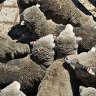 Live exports debate reignited 
