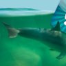 Perth's river dolphins get appy