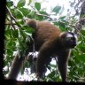 Madagascar's Ranomafana National Park: Lemur-spotting tour