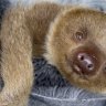 Cute overload: the sloth sanctuary