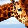 Tall order ... one of Werribee Zoo's resident giraffes.