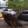 Thousands without power, hundreds of trees down in wild weather