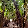 Vision filmed days ago and on Friday morning lay bare the impact of Severe Tropical Cyclone Narelle on Carnarvon's banana crops. (Credit: Doriana Mangili)