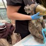 Koalas in care: sad news and good news