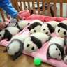 Panda cubs nap in the nursery. 