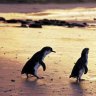 Penguins at sunset on Phillip Island.