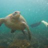 Diving Galapagos Islands: Truly, madly, deeply