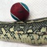 Python eats family dog's tennis ball in Brisbane's west