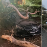 New South Wales lashed by wild weather, with trees and powerlines down