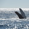 Why whale watching is better in the water