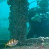 Diving at the wreck of HMAS Adelaide.