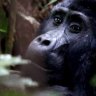 Gorillas in your midst ... Uganda recognised the potential of gorilla tourism many years ago.