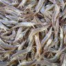 Swan River officials fight to restock river prawns