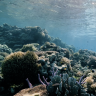 Untapped beauty: The battle to save the wild Scott Reef from mining