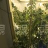More than 200 cannabis plants have been found in a Sydney house.