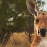 Warning after crash involving kangaroo leaves man critically injured