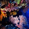 Climate damaging our coral reefs in WA