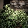Marijuana pain relief lands volunteer in court