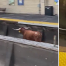 Bull on tracks halts trains at major US train station