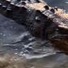 Crocodile spotted at Crocodile Bend in Cooktown