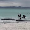 Rescuers in race against time to save stranded whales