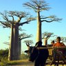 Original Madagascar ... a zebu chariot flanked by baobabs.