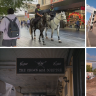 Business owners fear police horse stench could force them to close