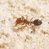 Red fire ants found more than 15kms south of Qld containment lines