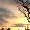 The Boon Wurrung Tree