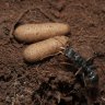 The jack jumper ant can have a nasty sting