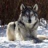 Canada animal sanctuaries: Hanging with the pack