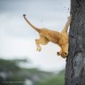 标题:不像猫的反应描述:这只3个月大的幼崽和他的兄弟姐妹在树上。其他的母狮在别的树上和地上。他想爬下来，在树枝上走来走去，寻找合适的位置，最后还是爬了上去。这可能是他第一次在树上，他的下降并不顺利。降落到地面后，他还好。他站起来，和其他幼崽一起跑了。动物:狮子拍摄地点:坦桑尼亚塞伦盖蒂一次性仅供旅行者使用请确保所有图片的署名如下:Â Â©photoher<e:2>名称/ Comedy半岛sportsvip11 Wildlife 2022.Â