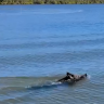 Feral pig makes a dash across river as numbers explode