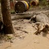 Terrifying moment 'angry' crocodile lunges at Matt Wright 