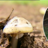 Mystery deepens in alleged mushroom-related death