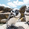 Members of Boulders' penguin colony.