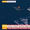 A whale has been spotted caught in a net off a Gold Coast beach.