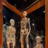 A cabinet showcasing different sized skeletons.
