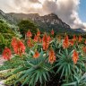 Cape Town's Kirstenbosch: This could be the world's best botanical garden