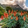 Beautiful flowering aloes in the Kirstenbosch Gardens.