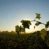 Rutherglen, Victoria: Travel guide and things to do