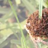 Fire ants rafting in water after heavy rain