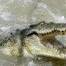 Wild crocodile egg harvesting to be allowed under a government plan