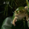 One million amphibians recorded in the FrogID project