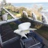 Why cockatoos are becoming city dwellers